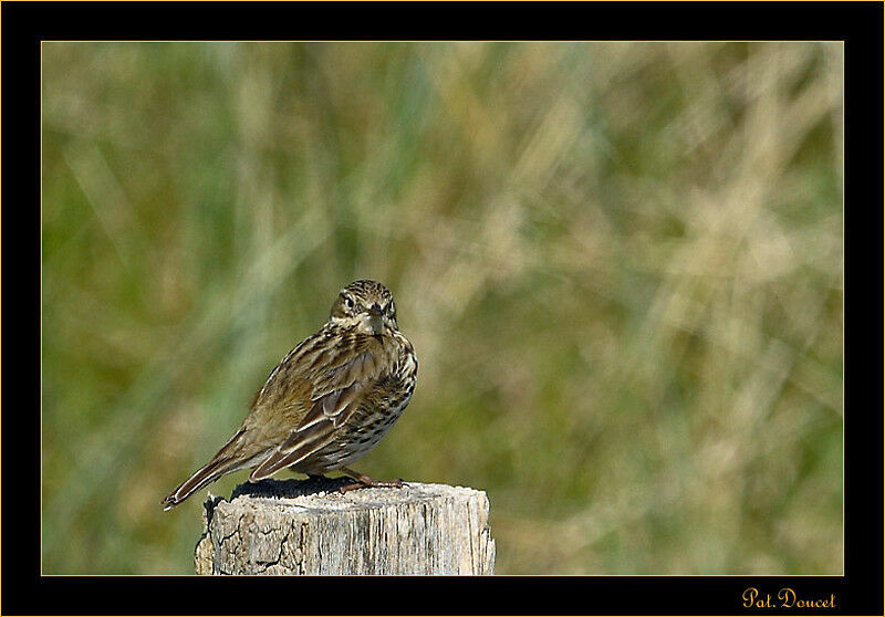 Pipit farlouse