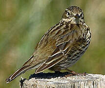 Pipit farlouse