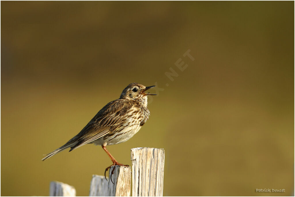 Pipit farlouse