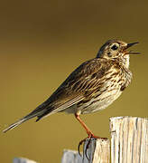 Meadow Pipit