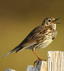 Pipit farlouse