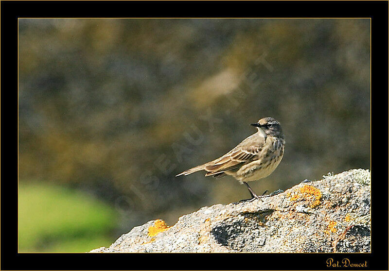 European Rock Pipit