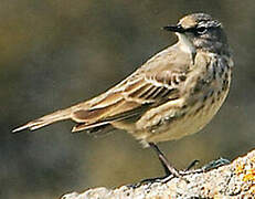 Eurasian Rock Pipit