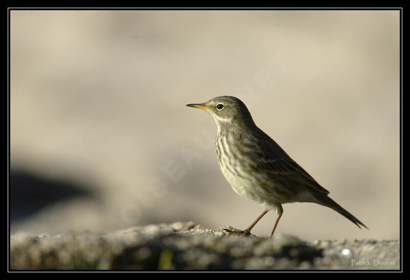 European Rock Pipit