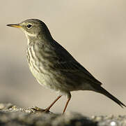 Eurasian Rock Pipit