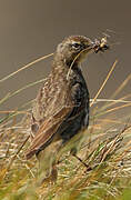 European Rock Pipit