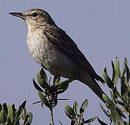 Tawny Pipit