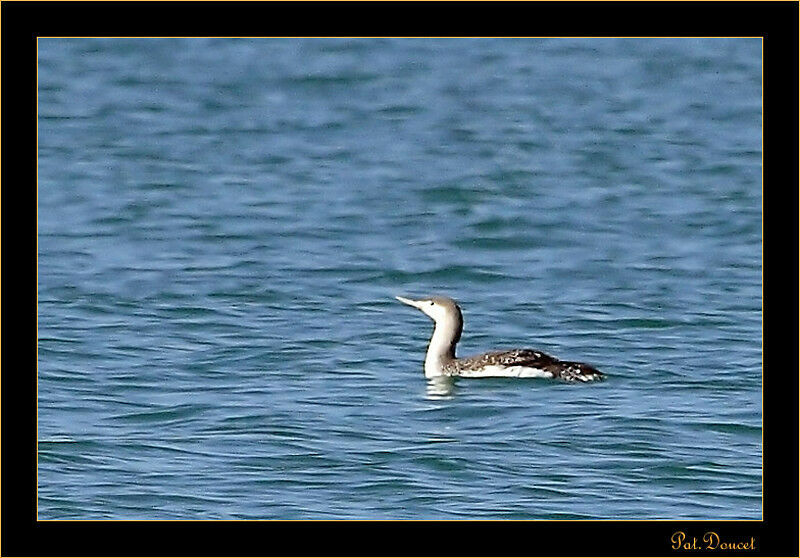 Plongeon catmarin