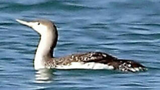 Red-throated Loon