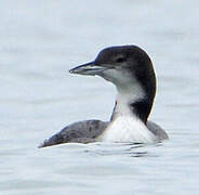 Common Loon