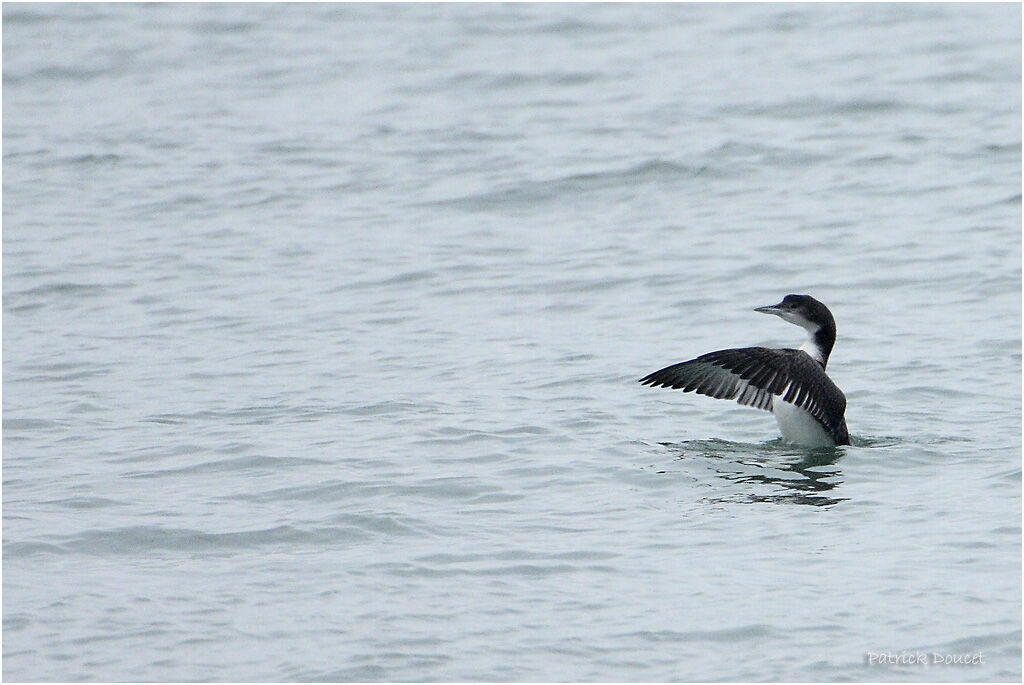 Common Loon