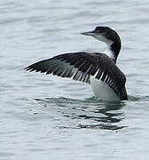 Common Loon