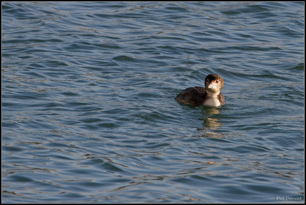 Plongeon imbrin