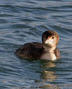 Common Loon