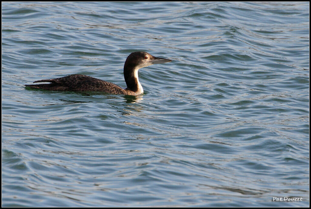 Plongeon imbrin