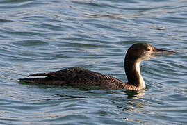 Common Loon