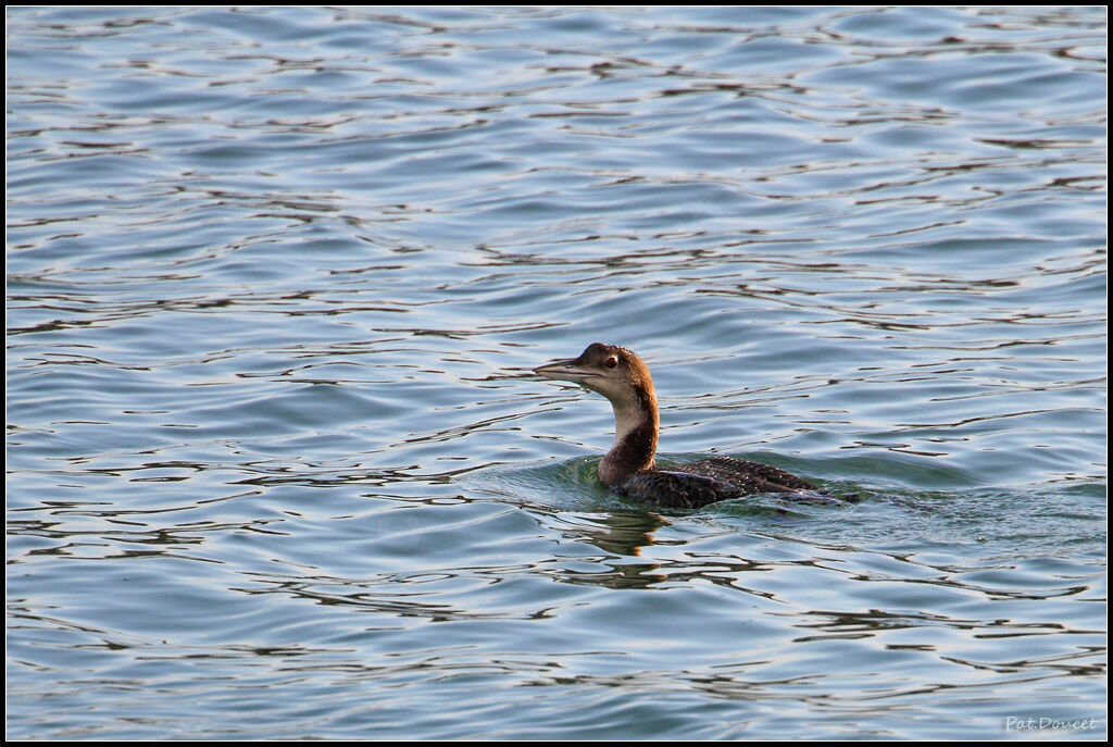 Plongeon imbrin