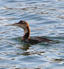 Plongeon imbrin