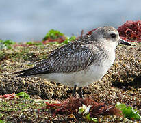 Grey Plover