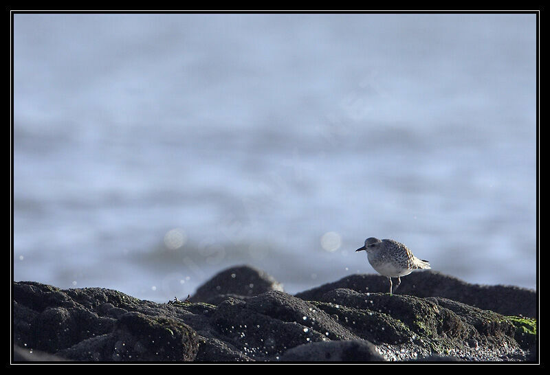 Grey Plover