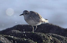 Grey Plover