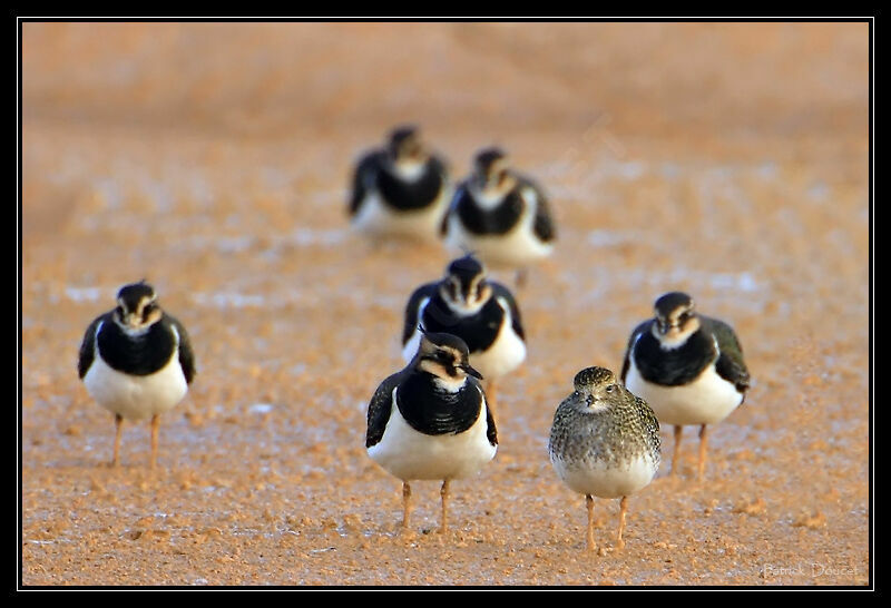 European Golden Plover