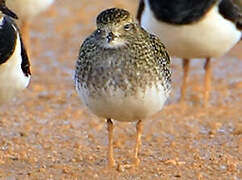 European Golden Plover