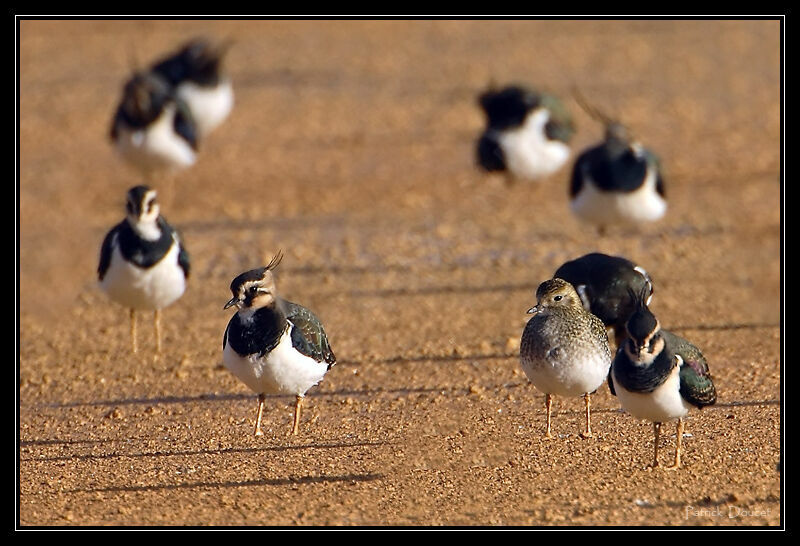 European Golden Plover