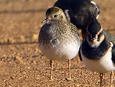 European Golden Plover