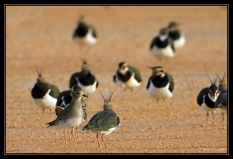 European Golden Plover