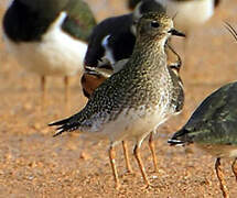 European Golden Plover