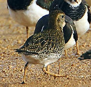 European Golden Plover