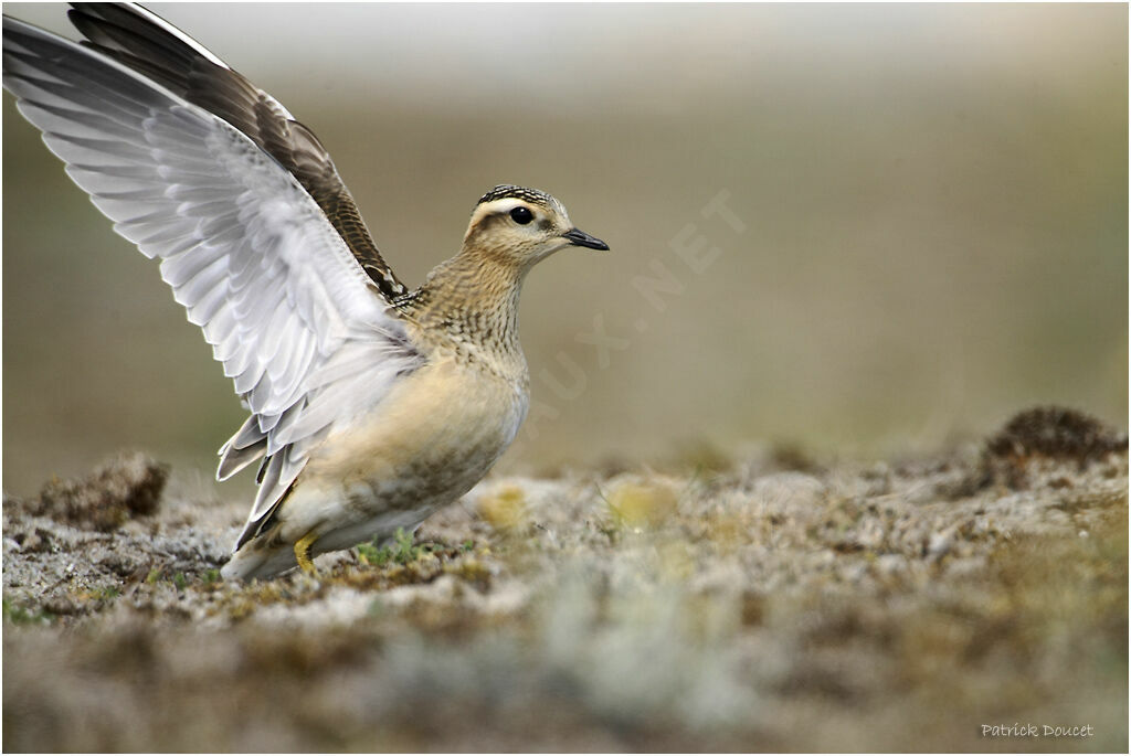 Eurasian Dotterel