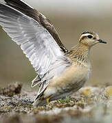 Eurasian Dotterel