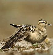 Eurasian Dotterel