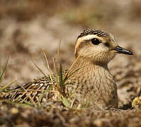 Eurasian Dotterel