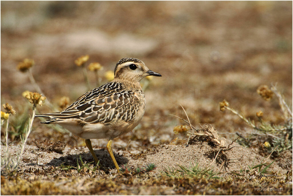 Eurasian Dotterel