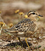 Eurasian Dotterel