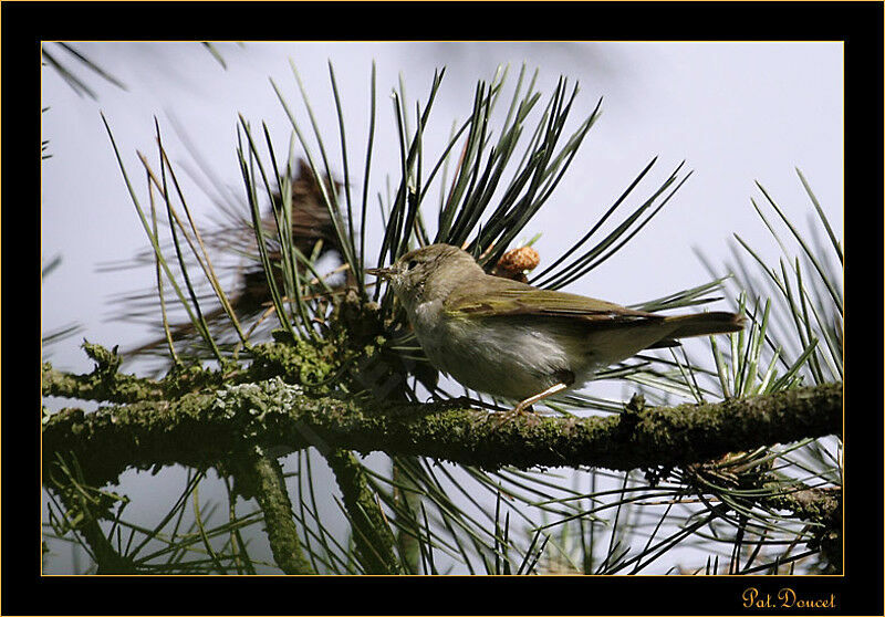 Western Bonelli's Warbler