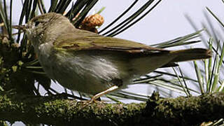 Western Bonelli's Warbler