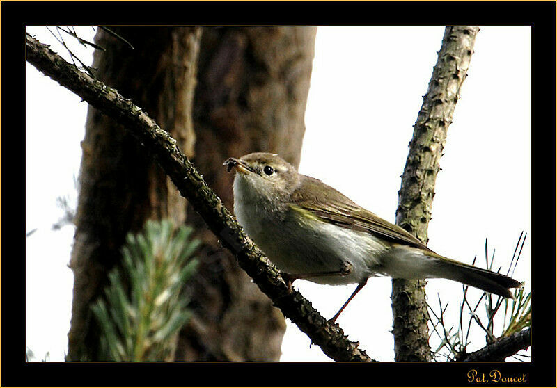 Western Bonelli's Warbler