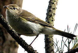 Western Bonelli's Warbler