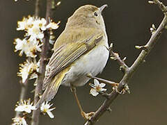 Western Bonelli's Warbler