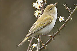 Western Bonelli's Warbler