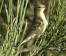 Willow Warbler