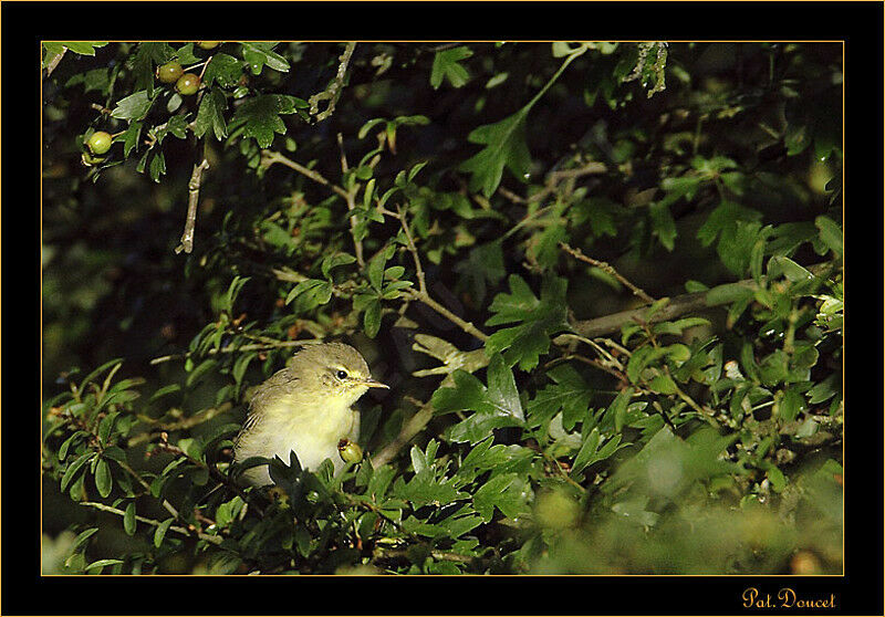 Willow Warbler