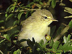 Willow Warbler