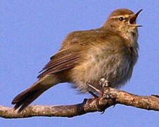 Common Chiffchaff