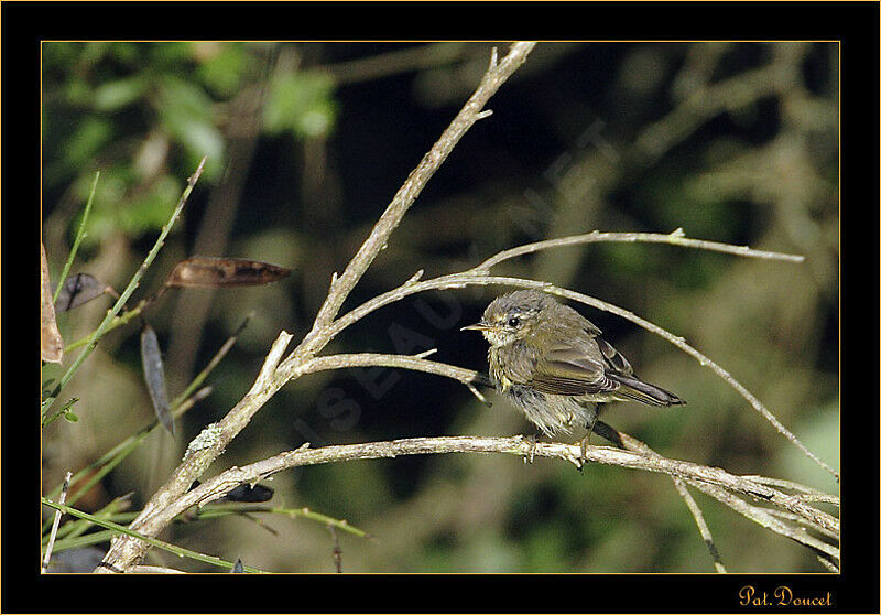 Common Chiffchaffjuvenile