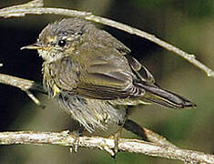 Common Chiffchaff